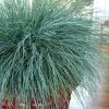 Beyond Blue Festuca (Fescue) - 3 Pack Of Quart Pots