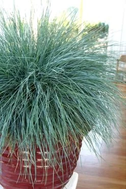 Beyond Blue Festuca (Fescue) - 3 Pack Of Quart Pots