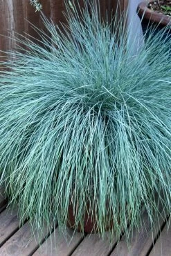 Beyond Blue Festuca (Fescue) - 3 Pack Of Quart Pots -Garden & Outdoor Sale Shop Blue Fescue Beyond Blue 21