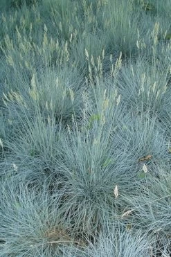 Beyond Blue Festuca (Fescue) - 3 Pack Of Quart Pots -Garden & Outdoor Sale Shop Blue Fescue Beyond Blue 22