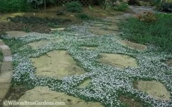 Blue Star Creeper (Laurentia Fluviatilis) - 10 Pack Of Pint Pots -Garden & Outdoor Sale Shop Blue Star Creeper 20