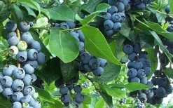 Premier Rabbiteye Blueberry - 2.5 Quart Pot 9 Premier Rabbiteye Blueberry - 2.5 Quart Pot -Garden & Outdoor Sale Shop Blueberry Bush Premier 1