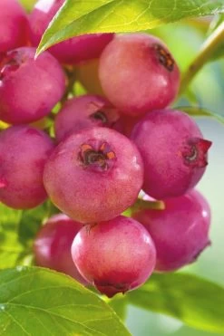 Pink Lemonade Blueberry - 6 Pack Of 1 Gallon Pots -Garden & Outdoor Sale Shop Blueberry Pink Lemonade 6 1