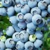 Austin Rabbiteye Blueberry - 1 Gallon Pot -Garden & Outdoor Sale Shop Blueberry Rabbiteye Austin 500x750 1