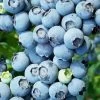 Brightwell Rabbiteye Blueberry - 7 Gallon Pot -Garden & Outdoor Sale Shop Blueberry Rabbiteye Brightwell 500x750 2