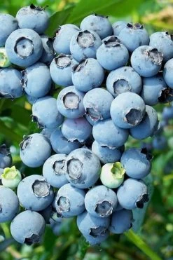 Brightwell Rabbiteye Blueberry - 7 Gallon Pot