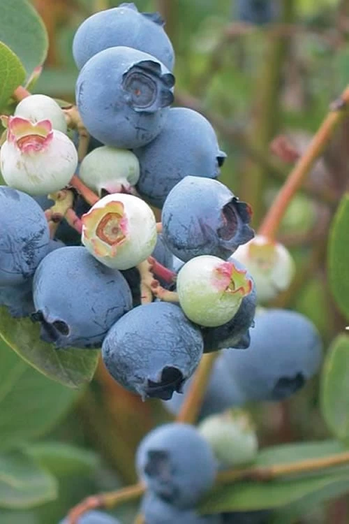 Powderblue Rabbiteye Blueberry - 1 Gallon Pot 3 Powderblue Rabbiteye Blueberry - 1 Gallon Pot