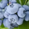 Vernon Rabbiteye Blueberry - 6 Pack Of 1 Gallon Pots