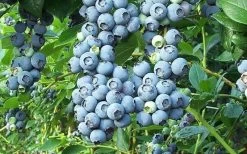 Tifblue Rabbiteye Blueberry - 7 Gallon Pot 9 Tifblue Rabbiteye Blueberry - 7 Gallon Pot -Garden & Outdoor Sale Shop Blueberry Tifblue 1