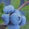 Tifblue Rabbiteye Blueberry - 1 Gallon Pot -Garden & Outdoor Sale Shop Blueberry Tifblue Rev 500x750 1
