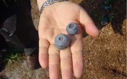 Titan Blueberry - 1 Gallon Pot -Garden & Outdoor Sale Shop Blueberry Titan