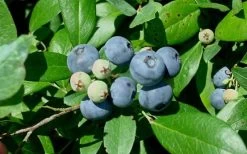 Vernon Rabbiteye Blueberry - 6 Pack Of 1 Gallon Pots 9 Vernon Rabbiteye Blueberry - 6 Pack Of 1 Gallon Pots -Garden & Outdoor Sale Shop Blueberry Vernon