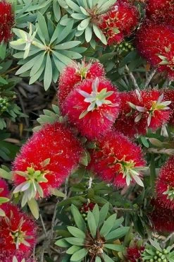 Little John Dwarf Red Bottlebrush (Callistemon Citinus) - 1 Gallon Pot -Garden & Outdoor Sale Shop Bottlebrush Little John 4