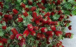 Little John Dwarf Red Bottlebrush (Callistemon Citinus) - 1 Gallon Pot -Garden & Outdoor Sale Shop Bottlebrush Little John 7