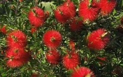 Scarlet Compacta Bottlebrush - Callistemon - 3 Gallon Pot -Garden & Outdoor Sale Shop Bottlebrush Scarlet Compacta 2