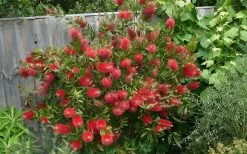 Scarlet Compacta Bottlebrush - Callistemon - 3 Gallon Pot -Garden & Outdoor Sale Shop Bottlebrush Scarlet Compacta