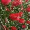 Scarlet Compacta Bottlebrush - Callistemon - 3 Gallon Pot