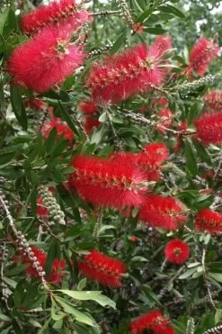 Scarlet Compacta Bottlebrush - Callistemon - 3 Gallon Pot