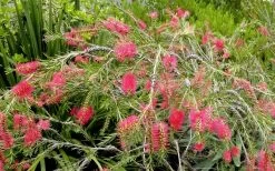 Semmes Cold Hardy Red Bottlebrush - Callistemon - 3 Gallon Pot -Garden & Outdoor Sale Shop Bottlebrush Woodlanders Hardy Red 17