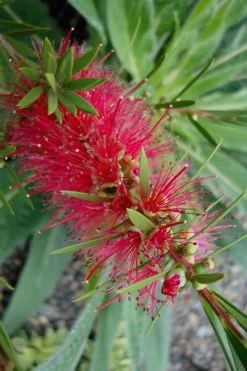 Woodlanders Cold Hardy Red Bottlebrush - Callistemon - 1 Gallon Pot -Garden & Outdoor Sale Shop Bottlebrush Woodlanders Hardy Red 20