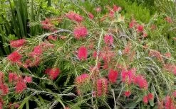Woodlanders Cold Hardy Red Bottlebrush - Callistemon - 1 Gallon Pot -Garden & Outdoor Sale Shop Bottlebrush Woodlanders Hardy Red 22