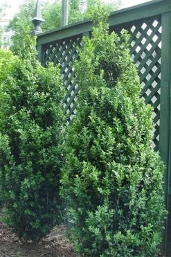 Dee Runk Columnar Boxwood - 1 Gallon Pot -Garden & Outdoor Sale Shop Boxwood Dee Runk 2 500x750 3