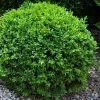 Dwarf English Boxwood - 1 Gallon Pot -Garden & Outdoor Sale Shop Boxwood Dwarf English 1 1