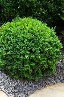 Dwarf English Boxwood - 2 Gallon Pot