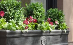 Dwarf English Boxwood - 6 Pack Of 1 Gallon Pots -Garden & Outdoor Sale Shop Boxwood Dwarf English 2 2