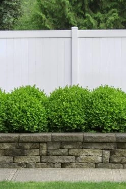 Dwarf English Boxwood - 2 Gallon Pot -Garden & Outdoor Sale Shop Boxwood Dwarf English 3