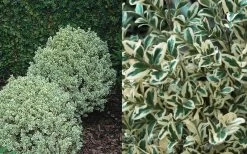 Dwarf Variegated Boxwood - 6 Pack Of 1 Gallon Pots -Garden & Outdoor Sale Shop Boxwood Dwarf Variegated 50 1