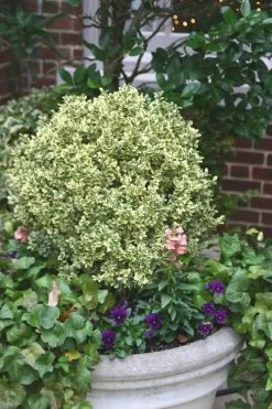 Dwarf Variegated Boxwood - 1 Gallon Pot