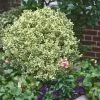 Dwarf Variegated Boxwood - 3 Gallon Pot -Garden & Outdoor Sale Shop Boxwood Dwarf Variegated 500x750 5