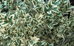 Dwarf Variegated Boxwood - 2 Gallon Pot -Garden & Outdoor Sale Shop Boxwood Dwarf Variegated 51
