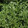 Franklins Gem Dwarf Boxwood - 1 Gallon Pot 1 Franklins Gem Dwarf Boxwood - 1 Gallon Pot -Garden & Outdoor Sale Shop Boxwood Franklins Dwarf BS