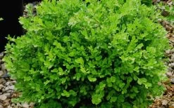 Franklins Gem Dwarf Boxwood - 6 Pack Of 1 Gallon Pots -Garden & Outdoor Sale Shop Boxwood Franklins Gem 2
