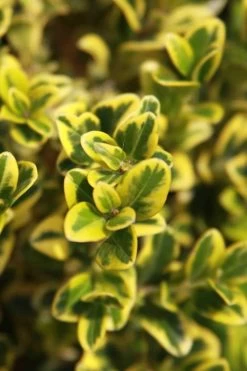 Golden Triumph Variegated Dwarf Boxwood - 3 Gallon Pot -Garden & Outdoor Sale Shop Boxwood Golden Triumph 3