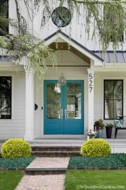 Golden Triumph Variegated Dwarf Boxwood - 3 Gallon Pot -Garden & Outdoor Sale Shop Boxwood Golden Triumph 7