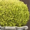 Golden Triumph Variegated Dwarf Boxwood - 3 Gallon Pot -Garden & Outdoor Sale Shop Boxwood Golden Triumph 9