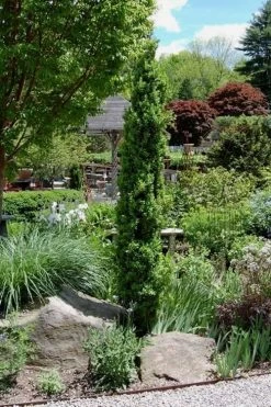 Graham Blandy Columnar Boxwood - 2 Gallon Pot -Garden & Outdoor Sale Shop Boxwood Graham Blandy 2 2