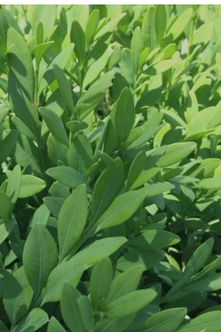 Green Mountain Boxwood - 5 Gallon Pot -Garden & Outdoor Sale Shop Boxwood Green Mountain 12 5