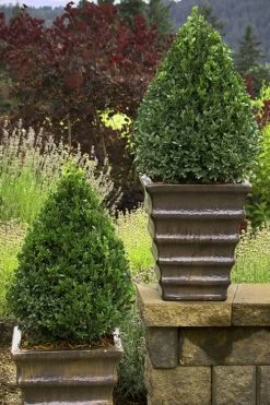 Green Mountain Boxwood - 2 Gallon Pot -Garden & Outdoor Sale Shop Boxwood Green Mountain 23 1