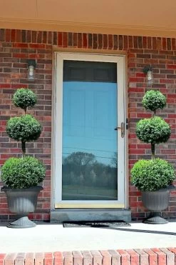 Common Boxwood 3-Ball Poodle Tier Topiary (Buxus Sempervirens) - 5 Gallon Pot 9 Common Boxwood 3-Ball Poodle Tier Topiary (Buxus Sempervirens) - 5 Gallon Pot -Garden & Outdoor Sale Shop Boxwood Green Mountain 3 Ball Poodle Tier 3