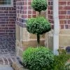Common Boxwood 3-Ball Poodle Tier Topiary (Buxus Sempervirens) - 5 Gallon Pot -Garden & Outdoor Sale Shop Boxwood Green Mountain 3 Ball Poodle Tier 4