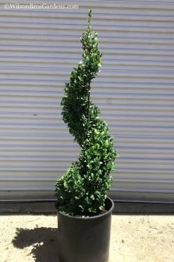 Green Mountain Boxwood Spiral Topiary - 5 Gallon Pot -Garden & Outdoor Sale Shop Boxwood Green Mountain Spiral 1