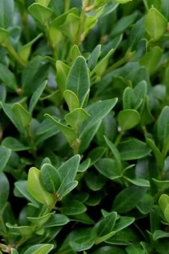 Green Velvet Boxwood - 7 Gallon Pot -Garden & Outdoor Sale Shop Boxwood Green Velvet 1