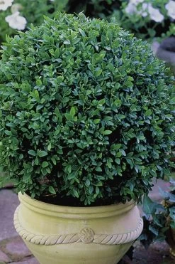 Green Velvet Boxwood - 6 Pack Of 1 Gallon Pots -Garden & Outdoor Sale Shop Boxwood Green Velvet 3 1