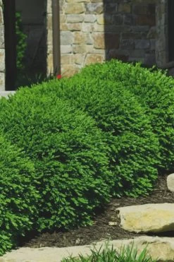 Green Velvet Boxwood - 6 Pack Of 1 Gallon Pots -Garden & Outdoor Sale Shop Boxwood Green Velvet 7 1
