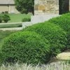 Green Velvet Boxwood - 6 Pack Of 1 Gallon Pots -Garden & Outdoor Sale Shop Boxwood Green Velvet 8 1