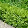Japanese Boxwood - Buxus Microphylla - 3 Gallon Pot -Garden & Outdoor Sale Shop Boxwood Japanese 500x750 1
